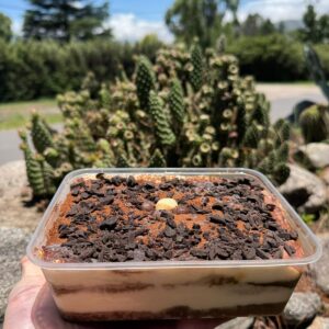 Tiramisu Bandeja